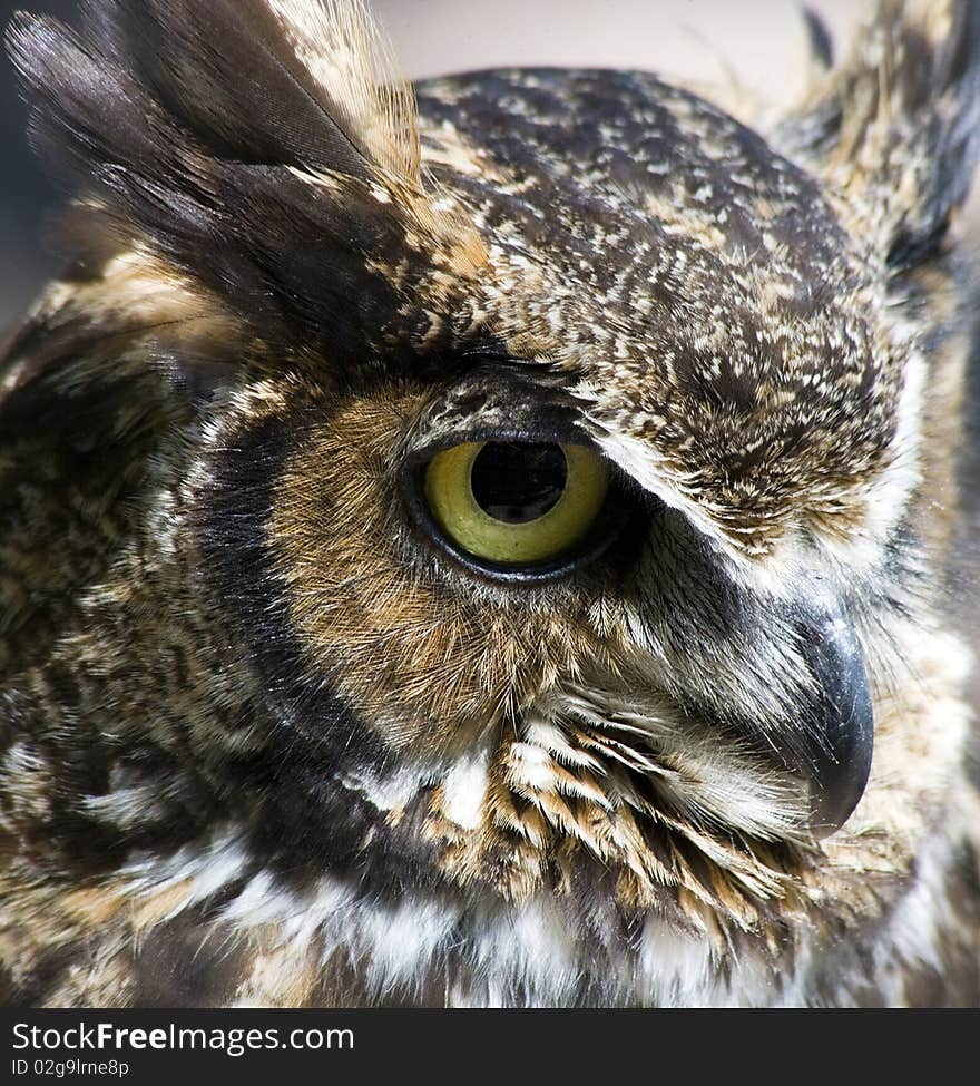 Profile portrait of a great horned owl