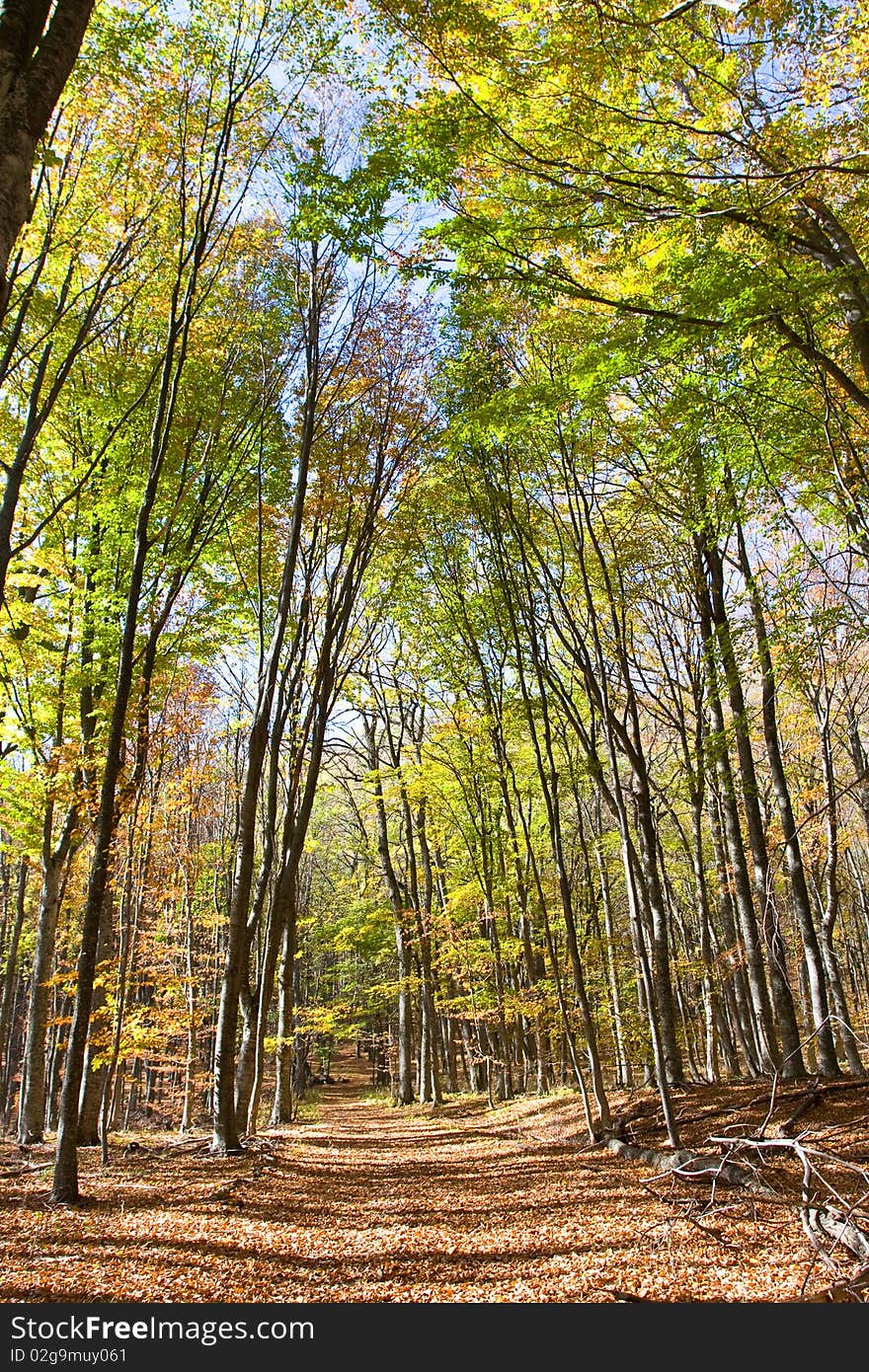 Beautiful and colorful spring forest