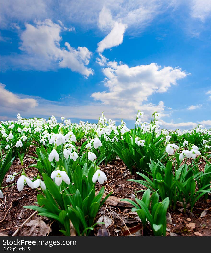 Spring Crocus in ealr spring