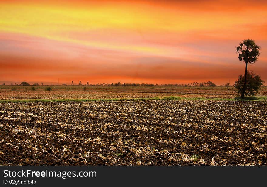 Single palm tree in the fields of India with colorful sky background. Single palm tree in the fields of India with colorful sky background