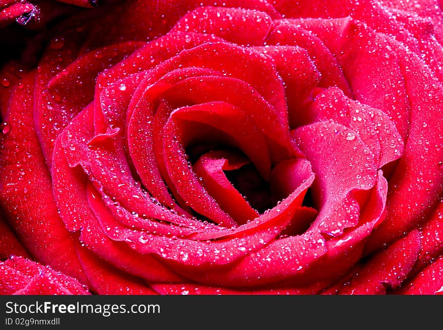 Macro image of dark red rose with water droplets.