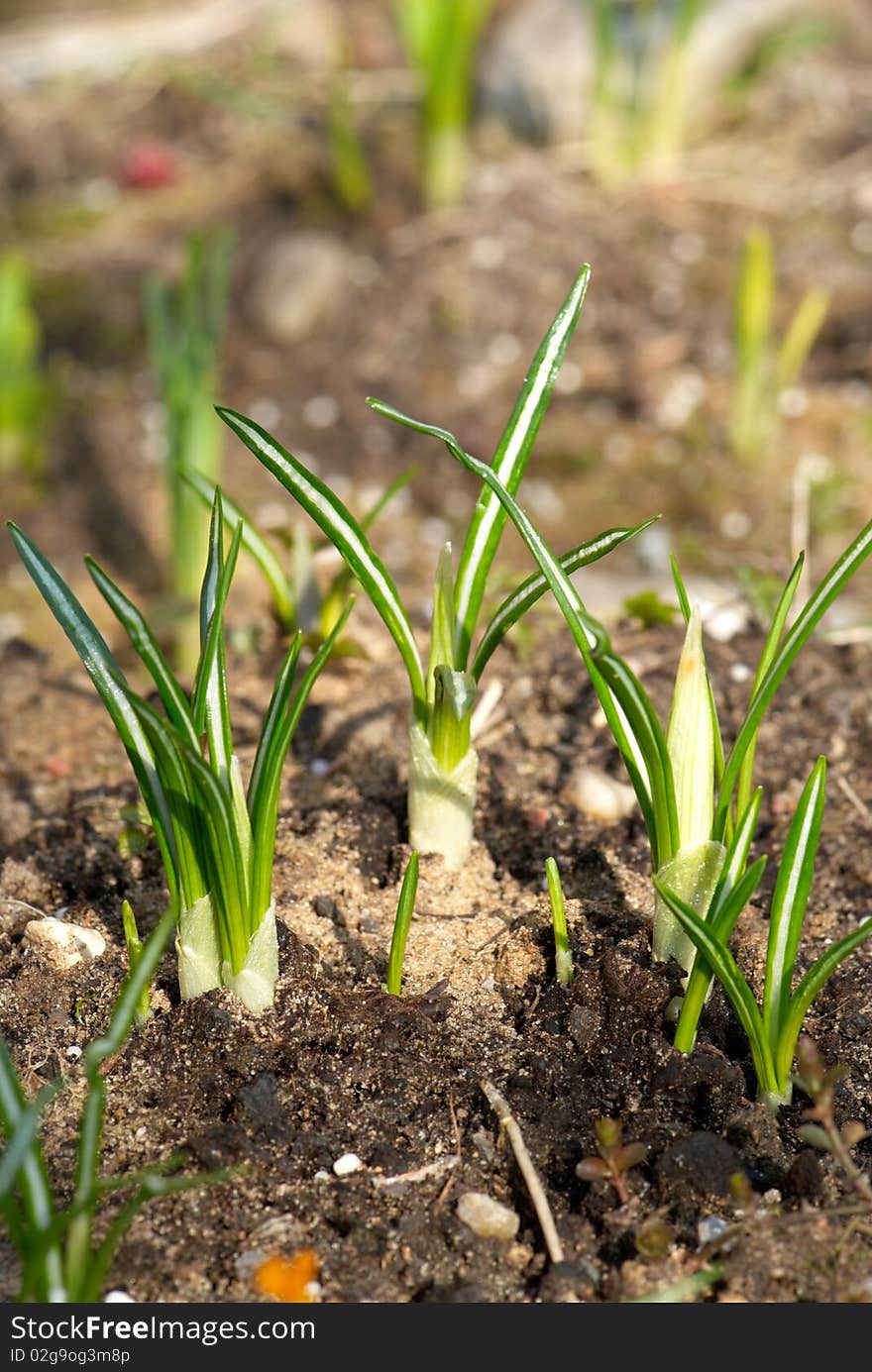 Close-up shot of crocus leaves. Close-up shot of crocus leaves