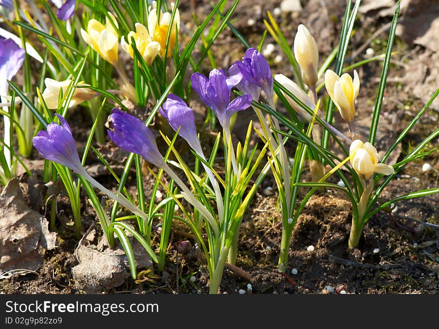 Bright crocuses in spring