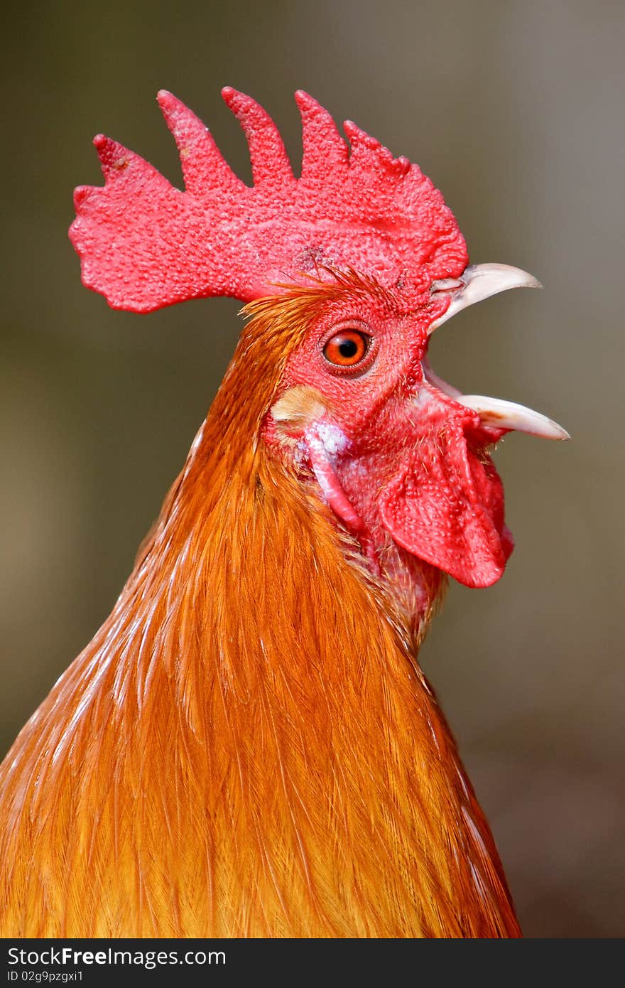 Red Rooster Bird In Closeup