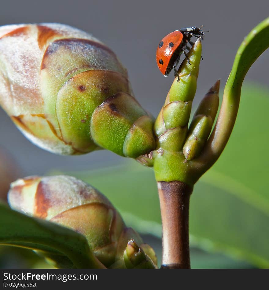 Ladybird Sitting On A Plant