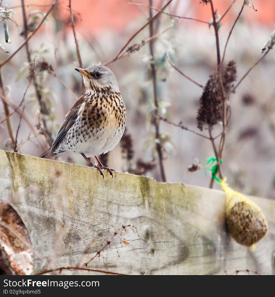 Fieldfare bird sitting on a fence