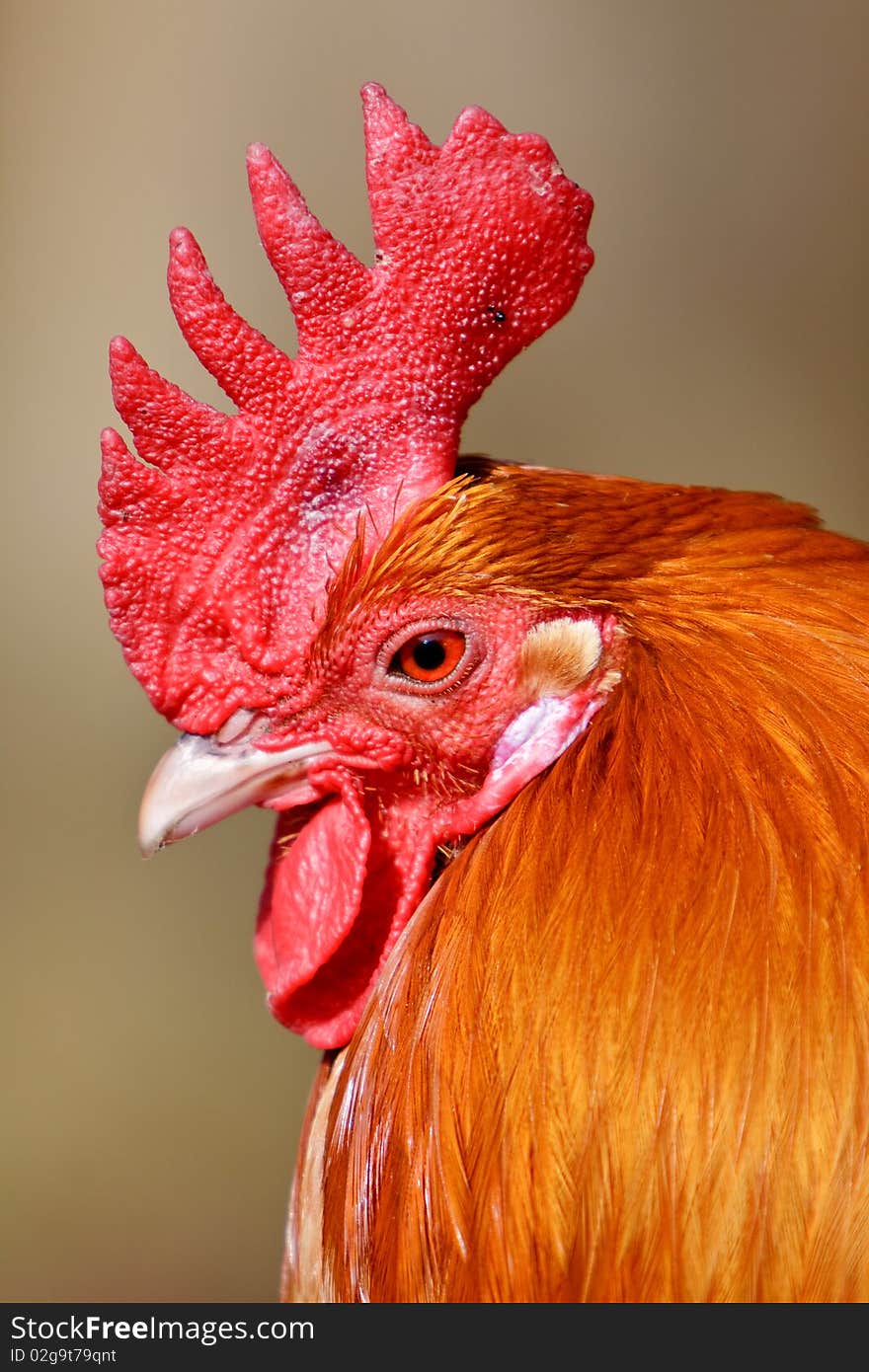 Red rooster bird in the sun as closeup. Red rooster bird in the sun as closeup