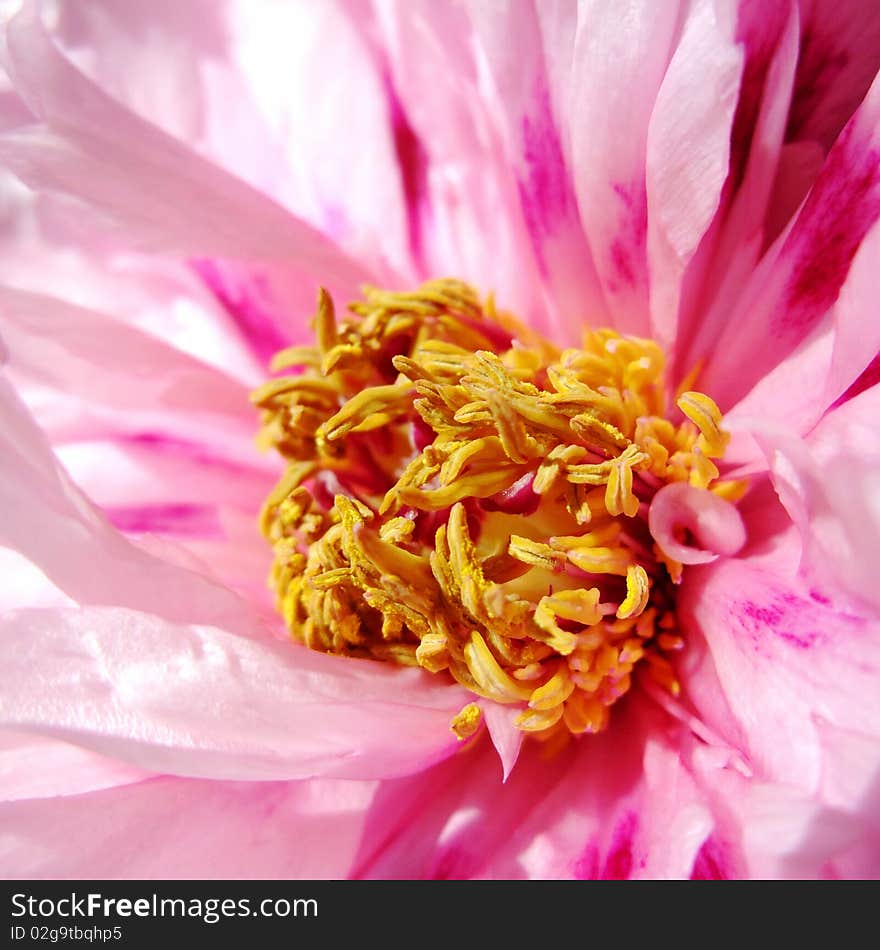 Close up of a pink Peony Flower,you can see pistil and stamen.