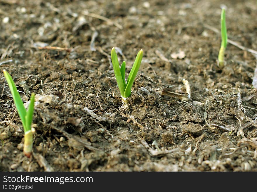 Photo of the young green plant sprout. Photo of the young green plant sprout