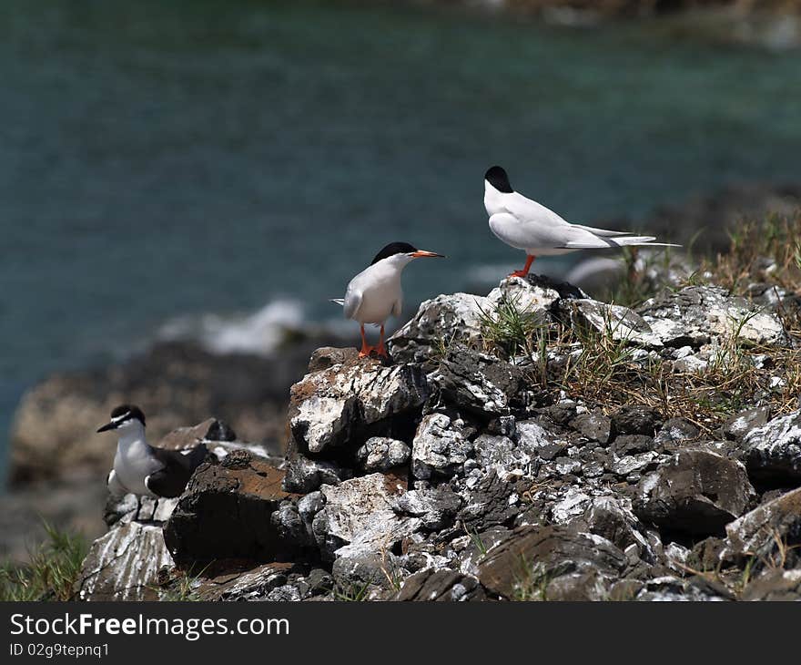 Terns