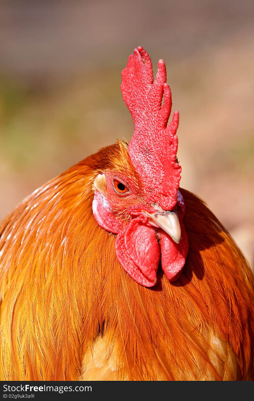 Red rooster bird in closeup