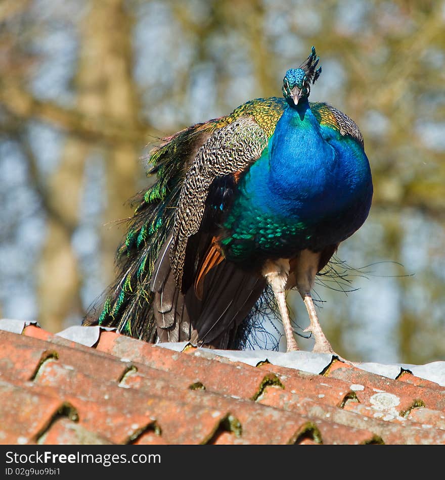 Blue peacock sitting on a roof