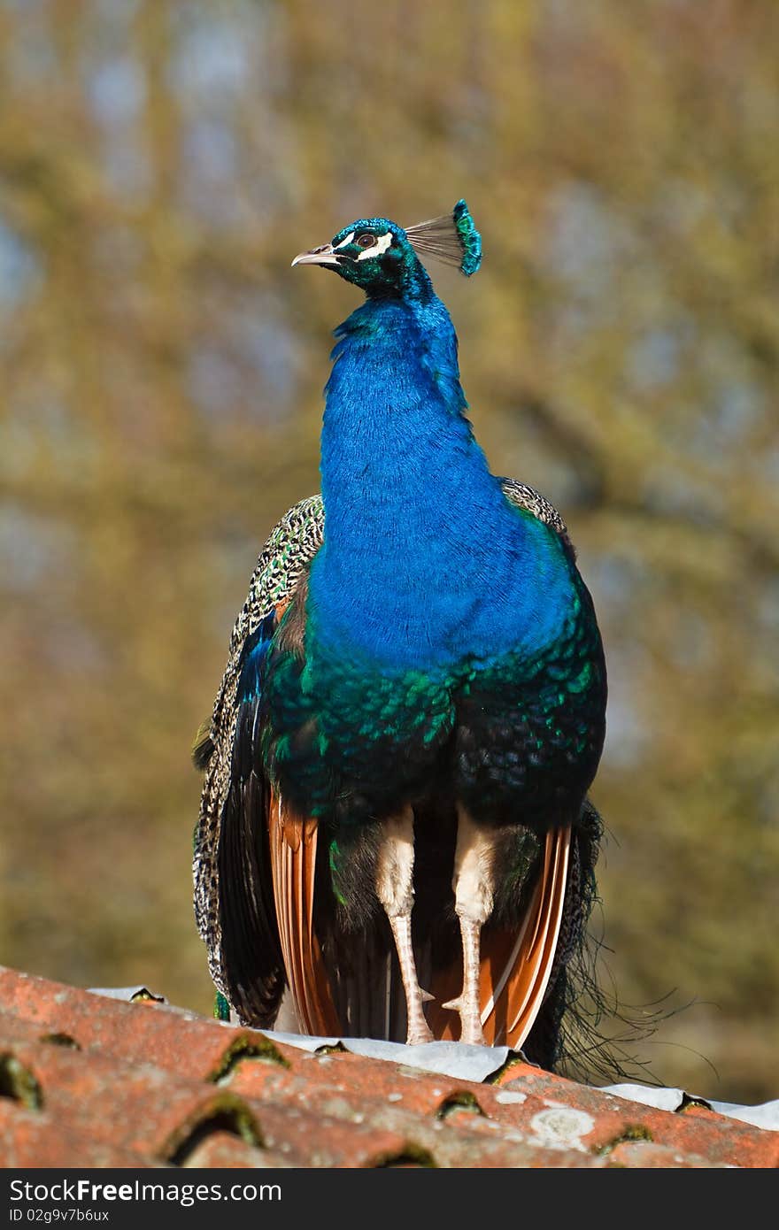 Blue peacock sitting on a roof