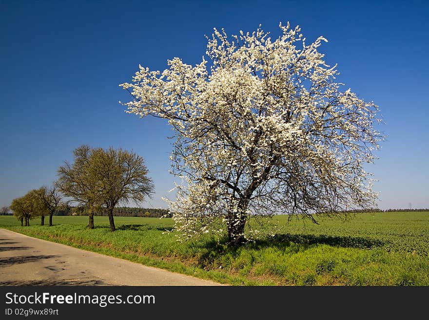 In Bloom Tree