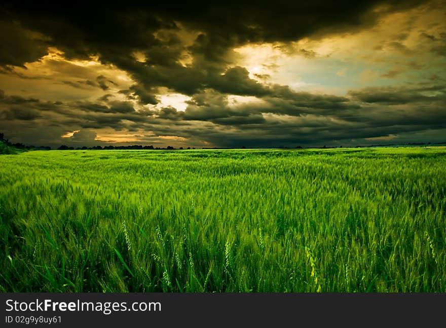 Wheat field