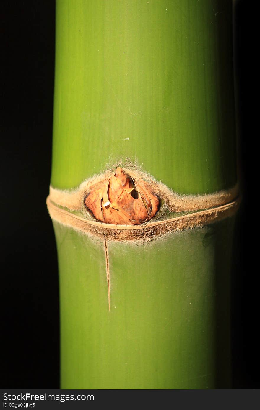 Bamboos are also the fastest growing woody plants in the world. They are capable of growing up to 60 centimeters (24 in.) or more per day due to a unique rhizome-dependent system.