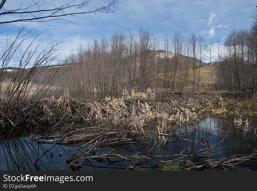 New beaver dam in the hummocks area near Mt. St. Helens