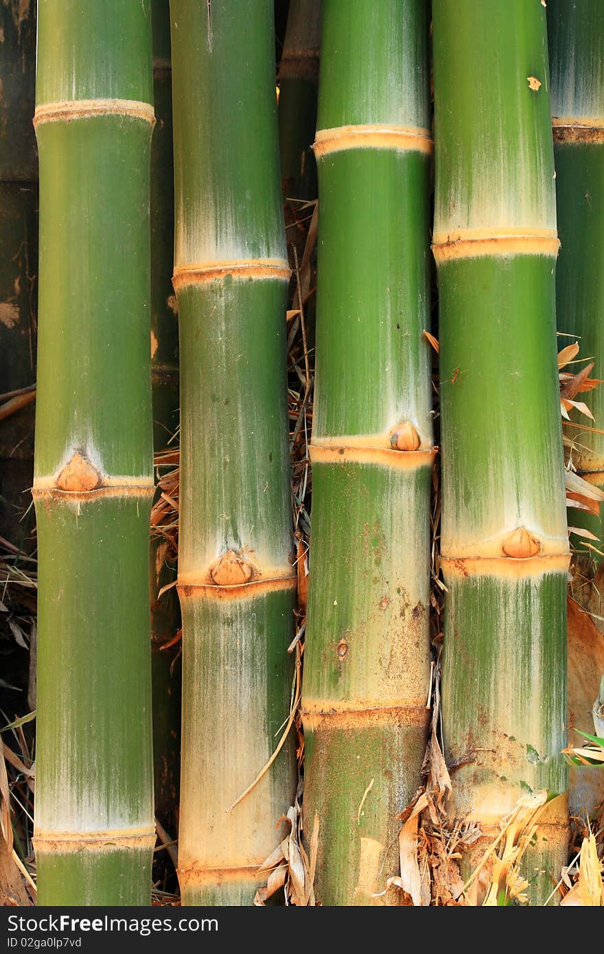 Bamboos are also the fastest growing woody plants in the world. They are capable of growing up to 60 centimeters (24 in.) or more per day due to a unique rhizome-dependent system.