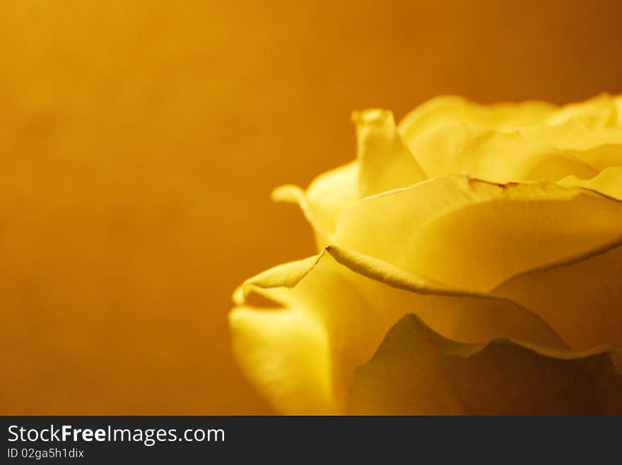 A yellow rose background/portrait