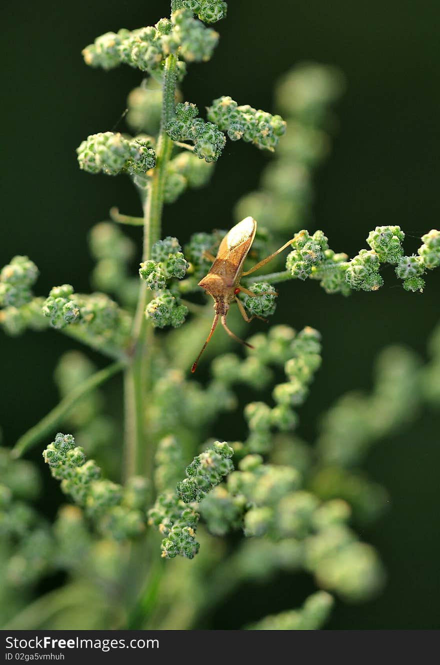 Sloe bug