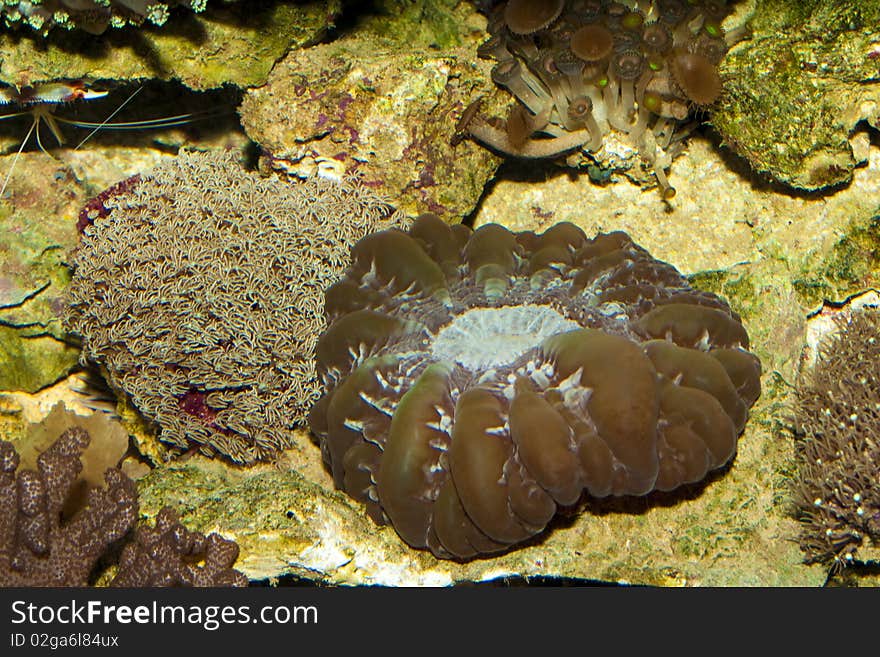 Green Coral in Aquarium