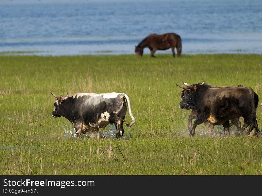 Bulls Running through Flooded land