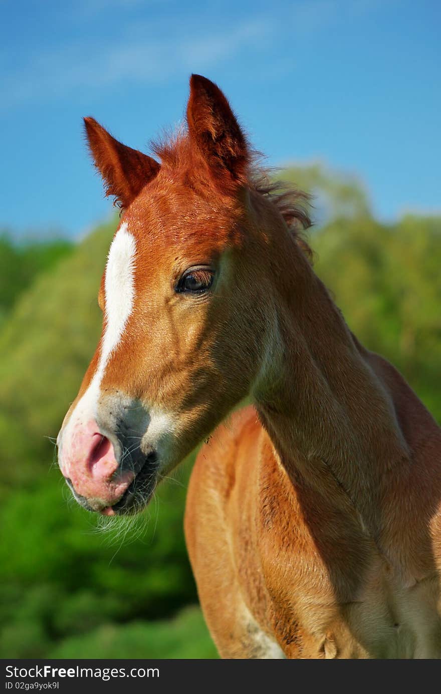 Foal portrait. Element of design. Foal portrait. Element of design.