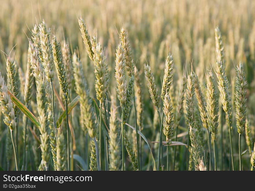 Wheat ears