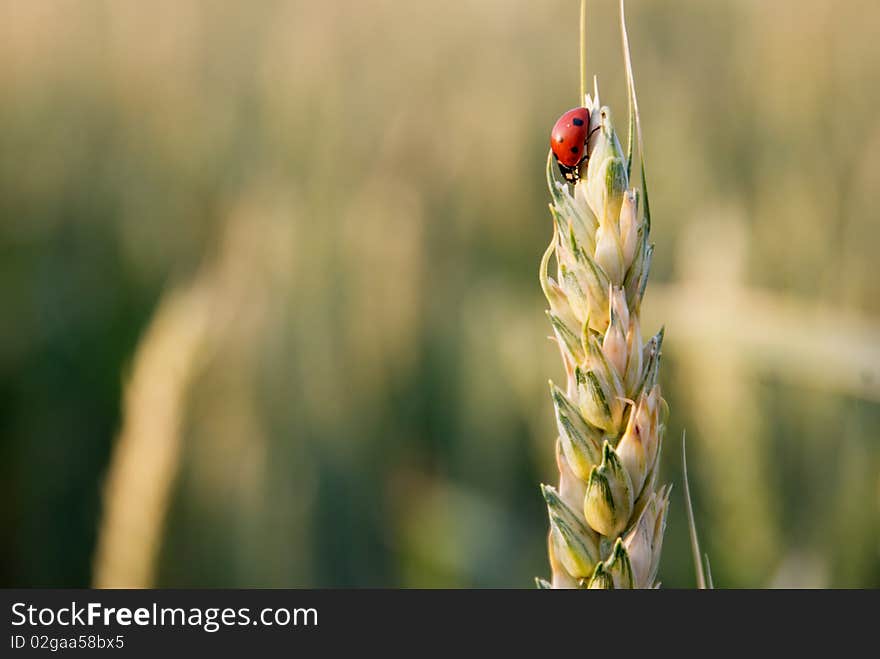 Ladybird on ear