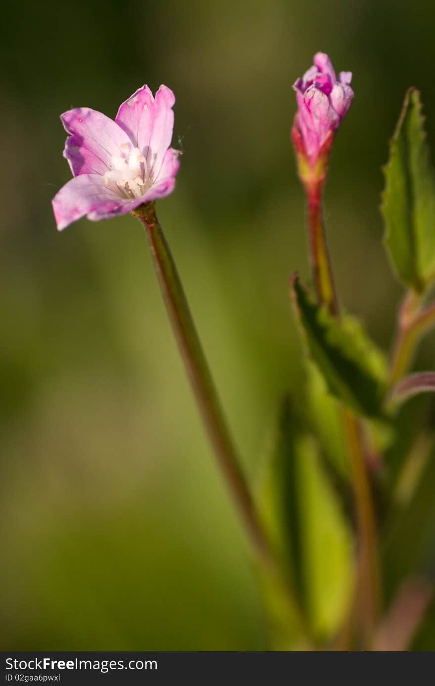 Pink flower