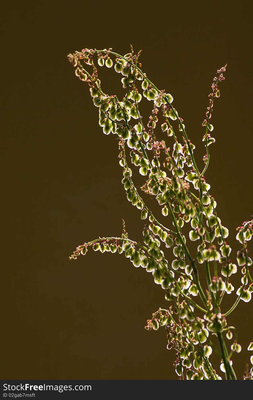 Rumex