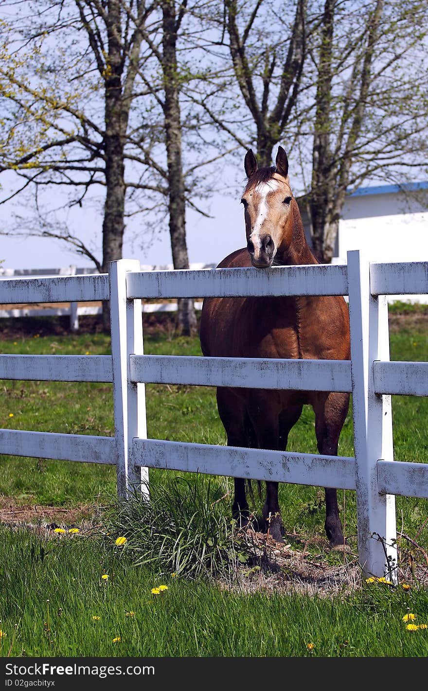 A force is looking at the photographer behind a fence. A force is looking at the photographer behind a fence.