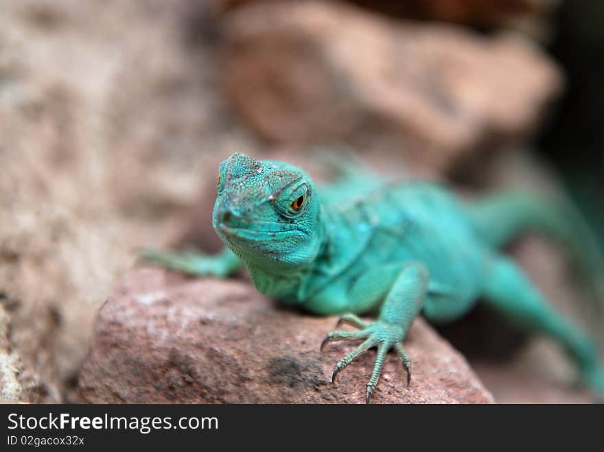 Green Lizard