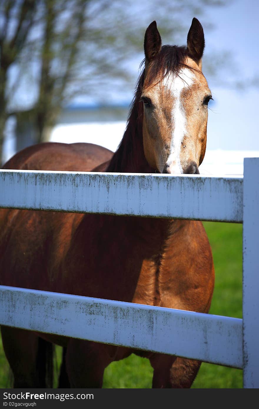 A force is looking at the photographer behind a fence. A force is looking at the photographer behind a fence.