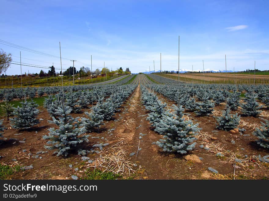 A row of small trees on a farm in rural Oregon. A row of small trees on a farm in rural Oregon.