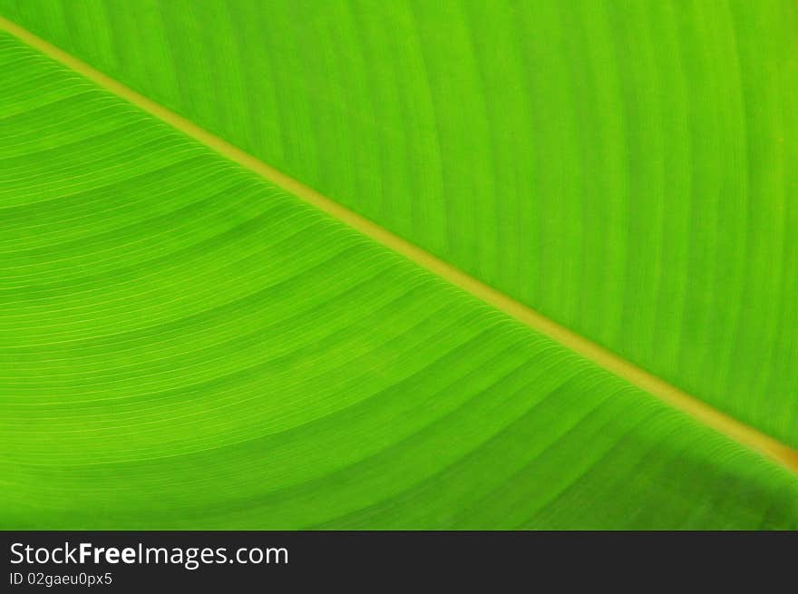 Structure of a green leaf