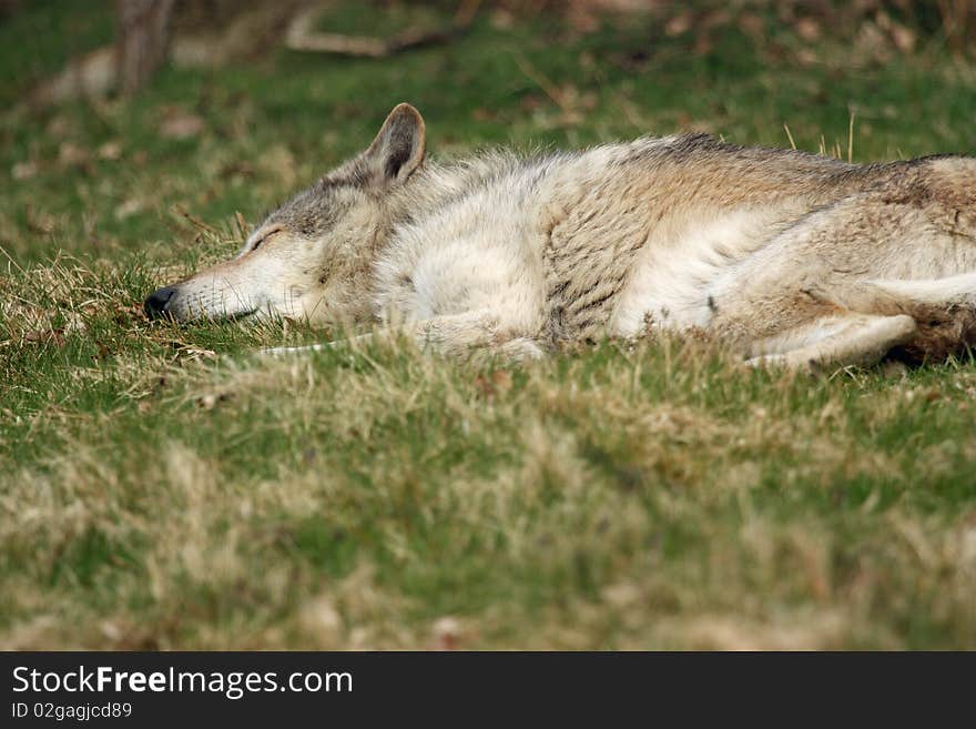 SLEEPING WOLF