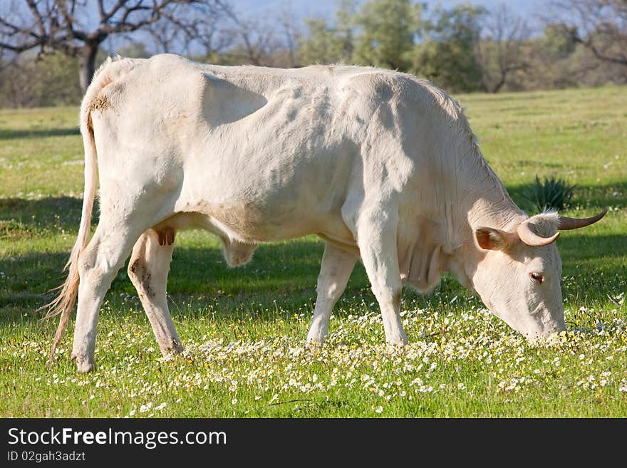 Cow with little horns in the field. Cow with little horns in the field