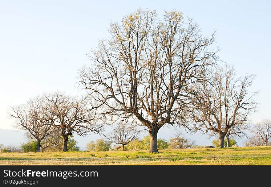 Spring begins. Beautiful landscape with trees starting to sprout