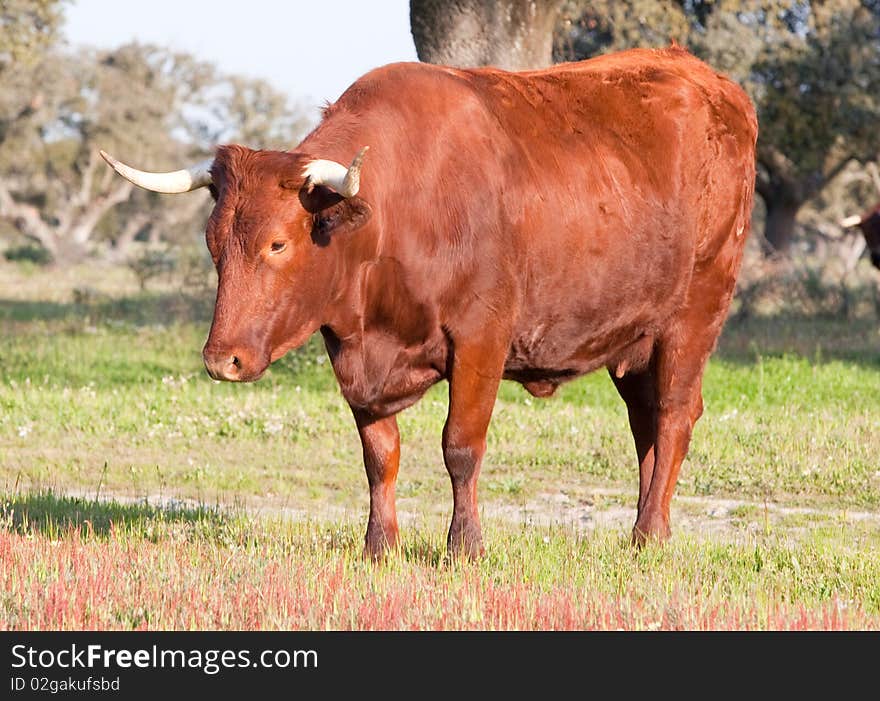 Cow with big horns in the field. Cow with big horns in the field