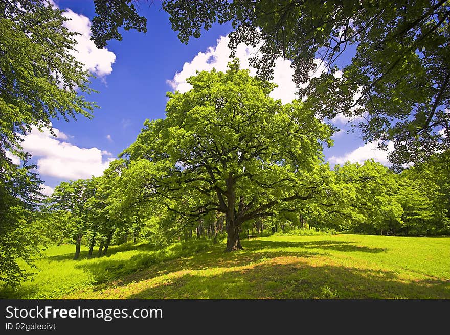 Beautiful tree in a national park