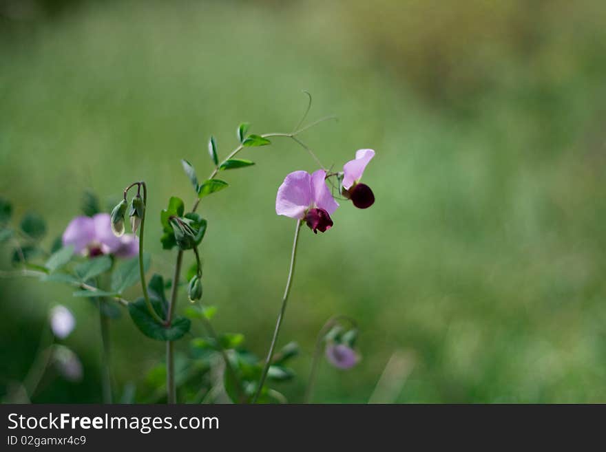 Flowers from botanic garden Jerusalem