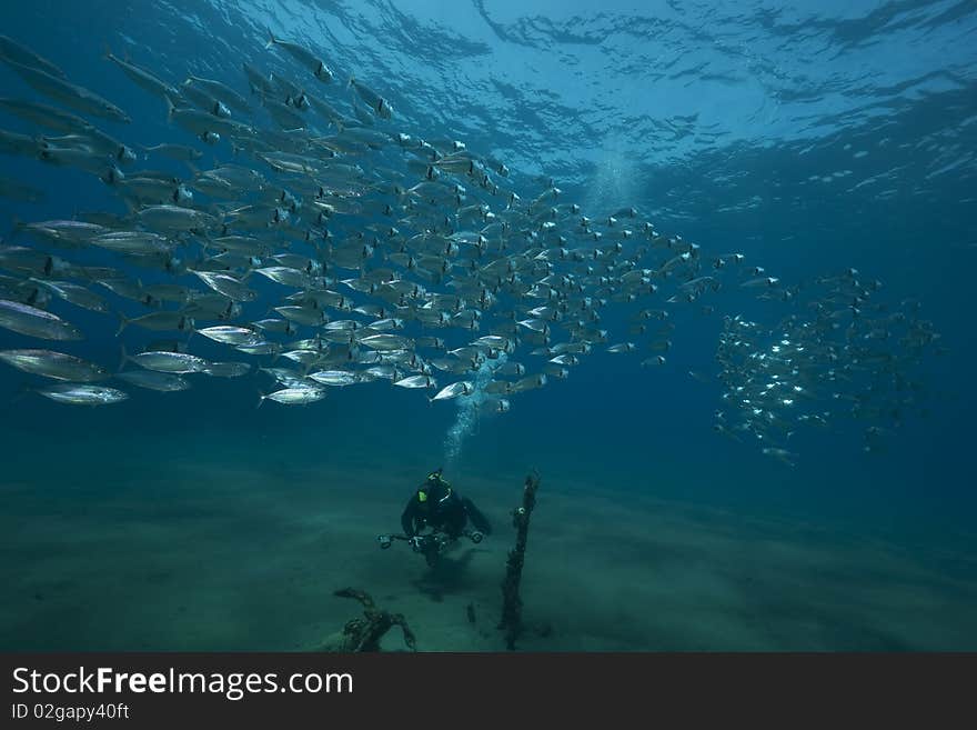 Mackerel school feeding