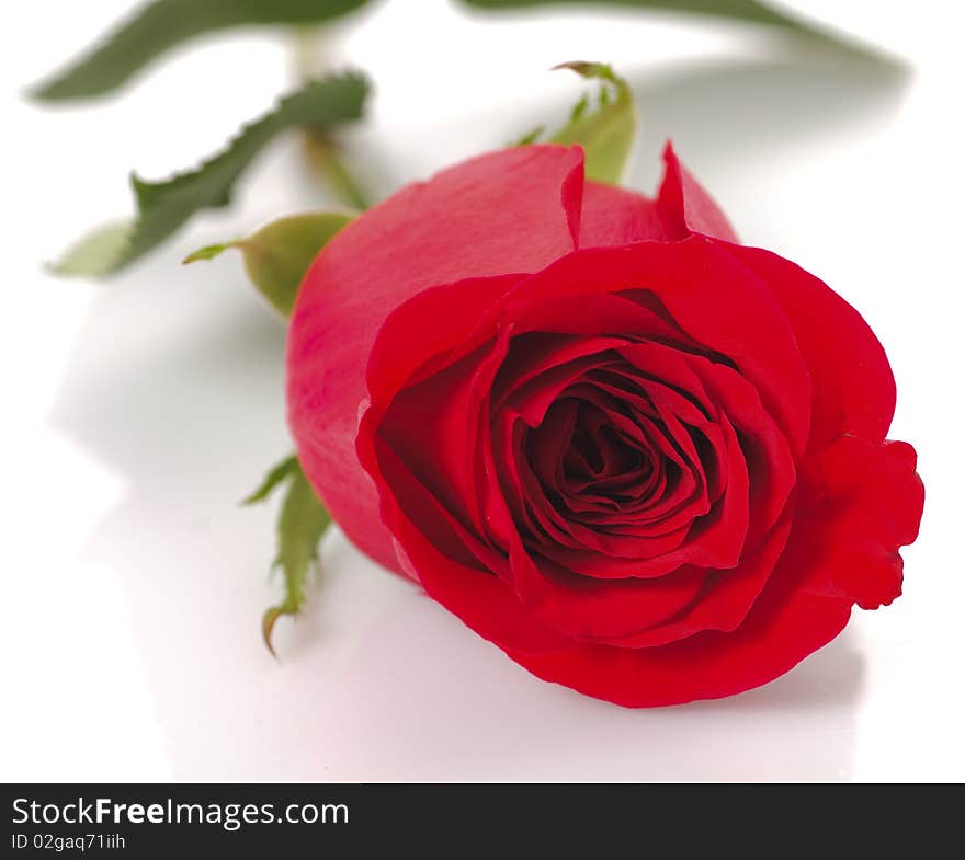 Red rose close up on white background