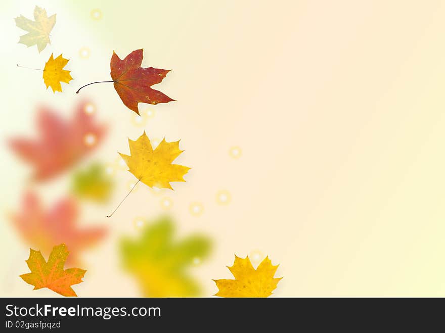 Autumn background from leaves of different colour and forms