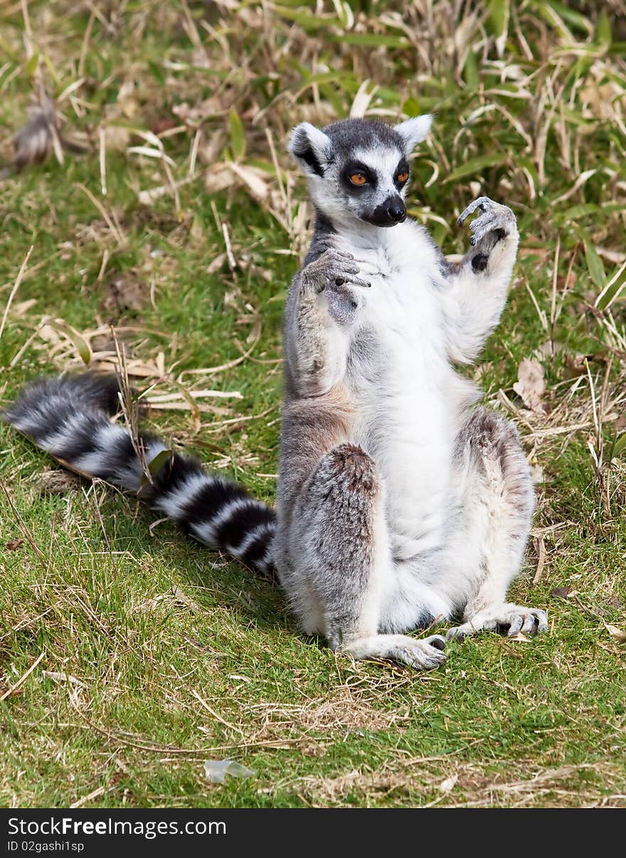 Ring tailed lemur sitting in a green grass field. Ring tailed lemur sitting in a green grass field