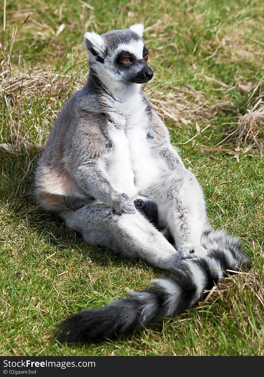 Ring tailed lemur sitting in the grass