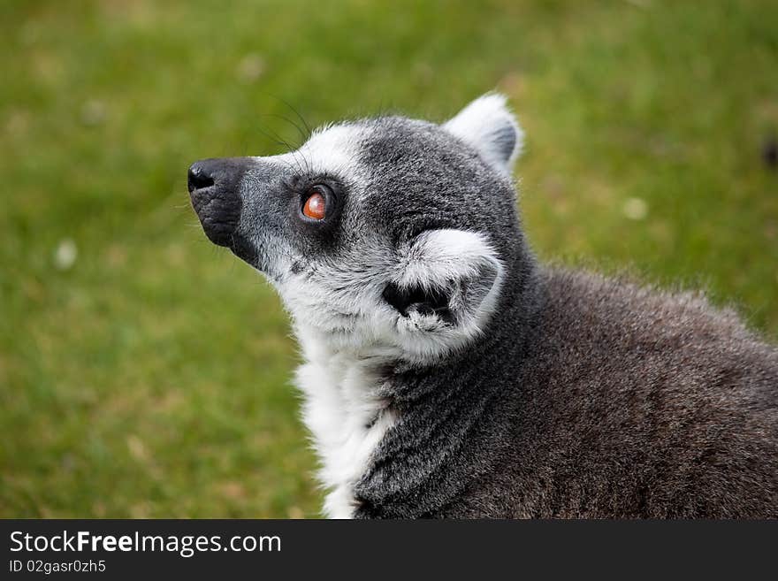 Ring tailed lemur looking up with a blurred backgrounf