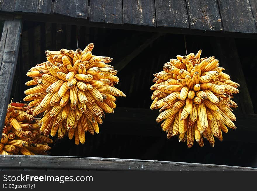 Golden-yellow round corn clusters drying under roof