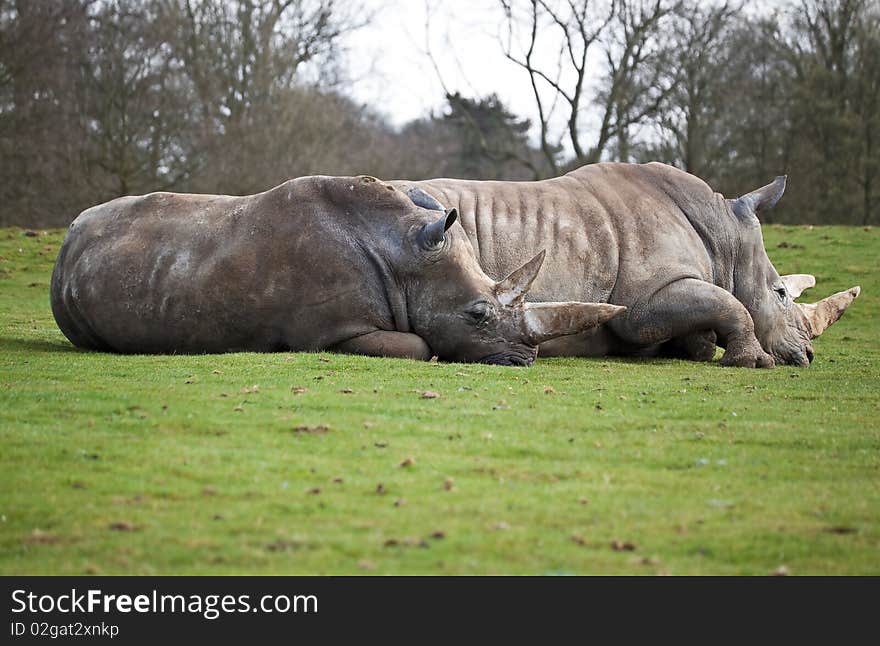 A couple of white rhinos lying in a green field